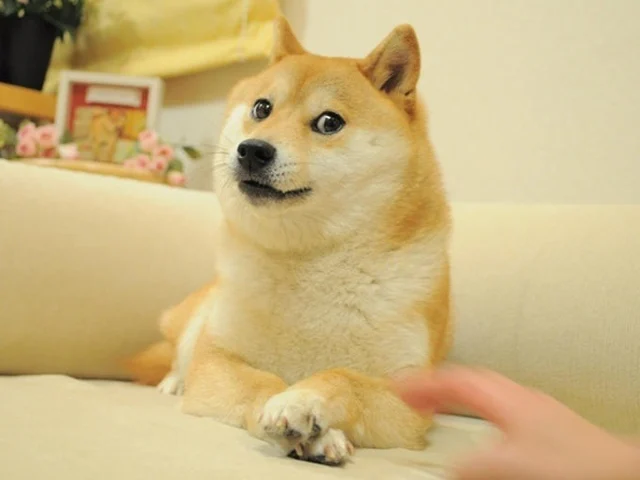 Doge, the Shiba Inu